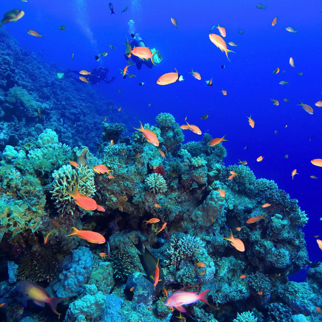 caribbean coral reefs